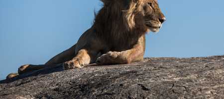 Swahili words in Lion King, picture of a Lion resting on a rock.