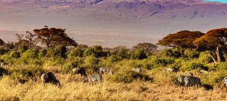 Image depicting Kilimanjaro on a sunny day, with zebra's in the forefront.